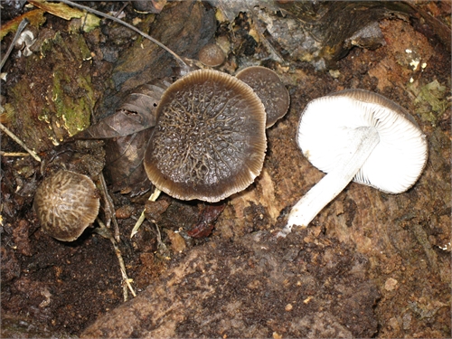 Fungo da determinare